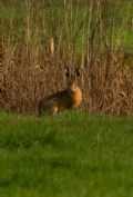 Lepus europaeus